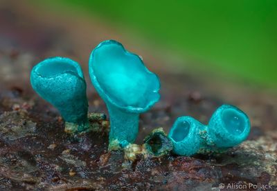 fungi-macro-photography-alison-pollack-13.jpg