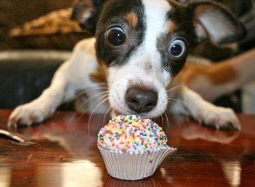 dog_cupcake.jpg